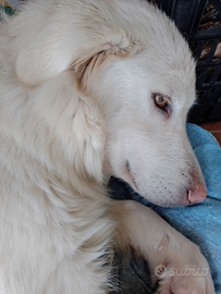 Simil maremmano dolcissima