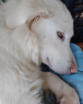 Simil maremmano dolcissima