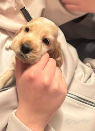 Cuccioli cocker spaniel
