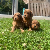 Barboncino cuccioli rossi fulvo nani e toy