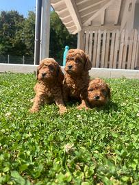 Barboncino cuccioli rossi fulvo nani e toy