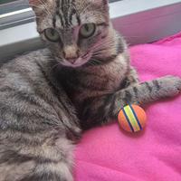 Musina micia di un anno