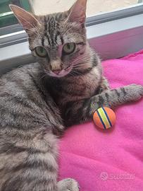 Musina micia di un anno