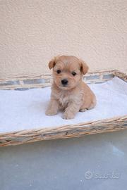 Maltipoo