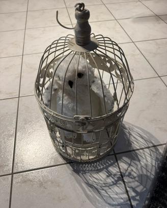 Gabbia Vintage con pupazzo Edwige Harry Potter