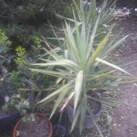 Yucca