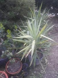 Yucca