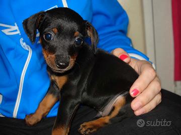 Cucciola femmina di Pinscher