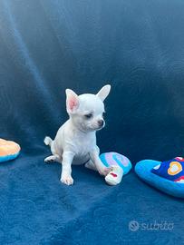 Cucciole chihuahua