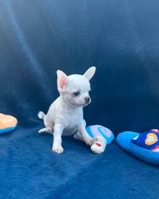 Cucciole chihuahua