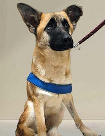 Cucciolo pastore belga mix in adozione