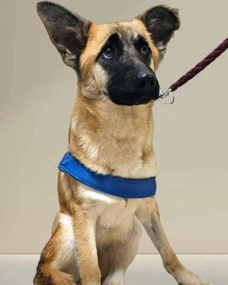 Cucciolo pastore belga mix in adozione