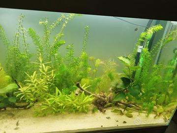 Piante acquatiche a buon prezzo egeria polysperma