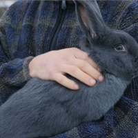 Coniglio razza blu gigante di vienna 30