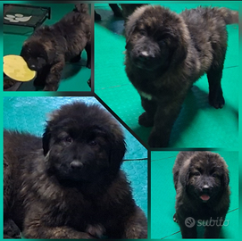 Pastore del caucaso di 80giorni