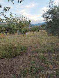 terreno agricolo