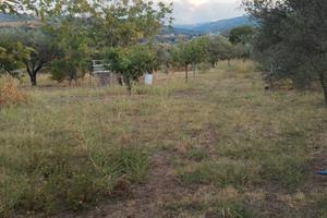 terreno agricolo