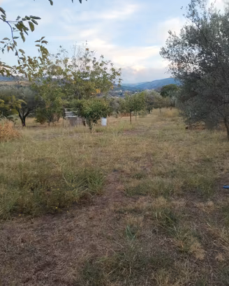 terreno agricolo