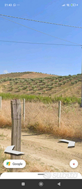 Terreno con ulivi