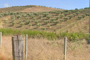 Terreno con ulivi