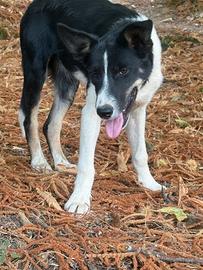 Border Collie maschio linea da lavoro