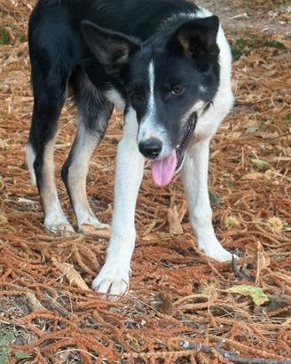 Border Collie maschio linea da lavoro