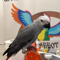 Cenerini allevati a mano