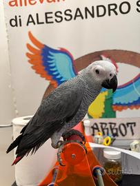 Cenerini allevati a mano