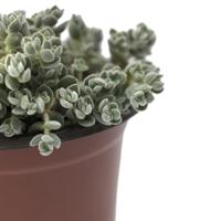 crassula lanuginosa pachystemon