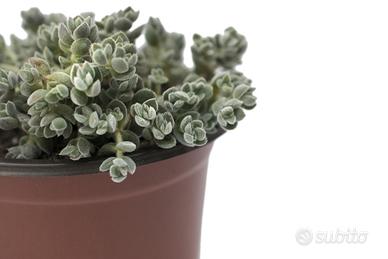 crassula lanuginosa pachystemon