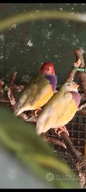 5 diamanti gould