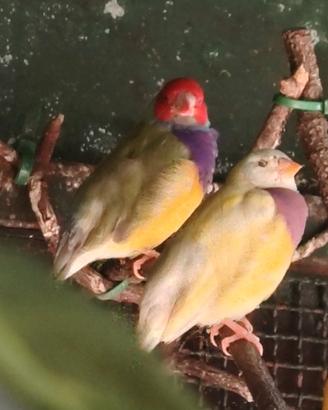 5 diamanti gould