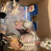 Esplorando il corpo umano collezione completa