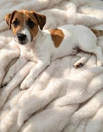 Maschio di jack russell terrier con pedigree 