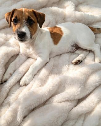 Maschio di jack russell terrier con pedigree 