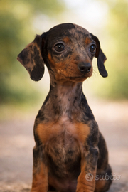 Bassotto Kaninchen arlecchino