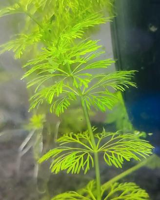 Limphopia sessiflora 