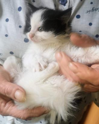 Gattino Siberiano 70 giorni affettuoso