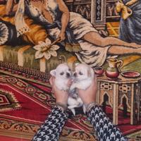 Cuccioli di chihuahua micro