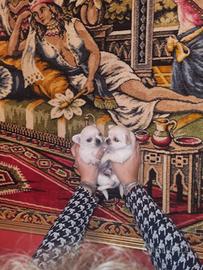 Cuccioli di chihuahua micro
