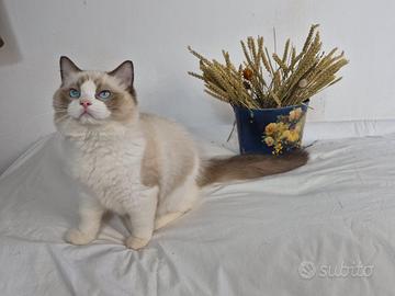 Cucciolo Ragdoll con pedigree