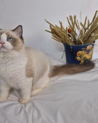 Cucciolo Ragdoll con pedigree