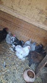 Galline ornamentali