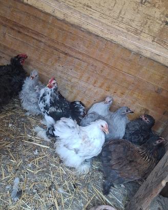Galline ornamentali