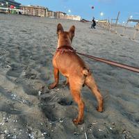 Bulldog francese maschio per accoppiamento