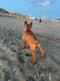 Bulldog francese maschio per accoppiamento