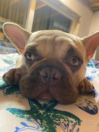 Bull dog francese