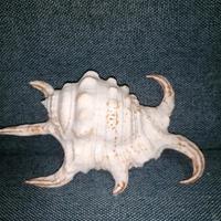 conchiglia  Lambis