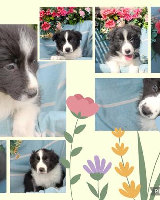 Cuccioli di Border collie