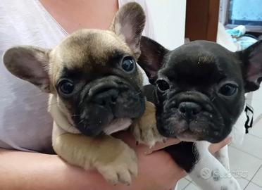 Bulldog francese cucciolo fulvo